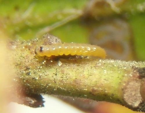 Réf. 227 152 : Bucculatrix alaternella